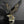 Load image into Gallery viewer, Eagle