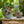 Load image into Gallery viewer, Rooster & Hen Set