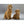 Load image into Gallery viewer, Golden Retriever