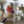 Load image into Gallery viewer, Mandarin Duck