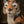 Load image into Gallery viewer, Tiger