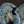 Load image into Gallery viewer, Blue Peacock