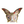Load image into Gallery viewer, Old Imari Solid Gold Band Butterfly