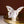 Load image into Gallery viewer, Royal Antoinette Butterfly