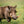 Load image into Gallery viewer, Warthog Tusk Camouflage Umbrella