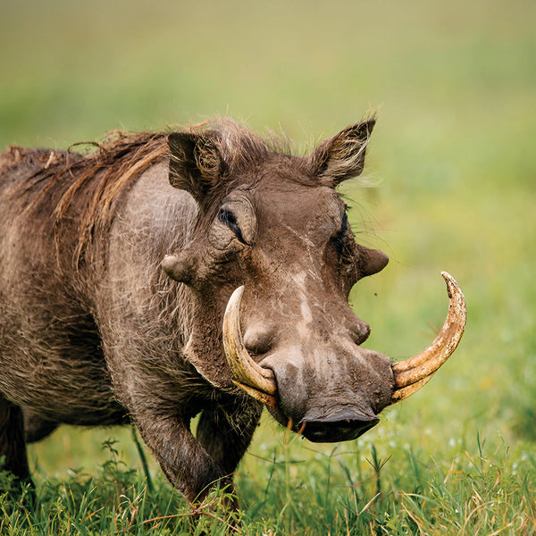 Warthog Tusk Camouflage Umbrella
