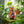 Load image into Gallery viewer, Classic Mosaic Gold Owl
