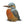 Load image into Gallery viewer, Kingfisher