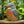Load image into Gallery viewer, Kingfisher