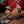 Load image into Gallery viewer, Cardinal