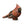 Load image into Gallery viewer, Cardinal