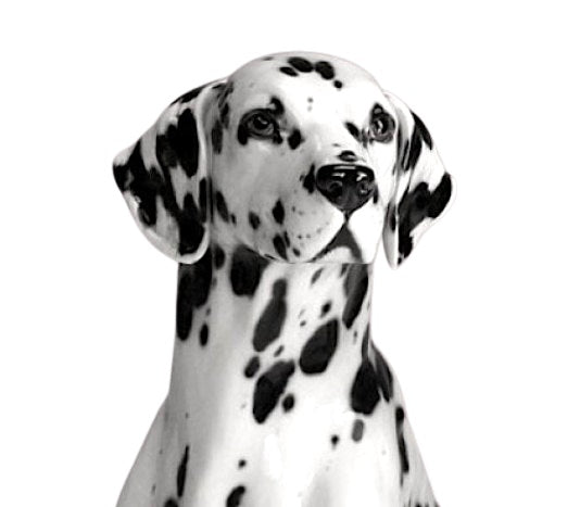 Dalmatian