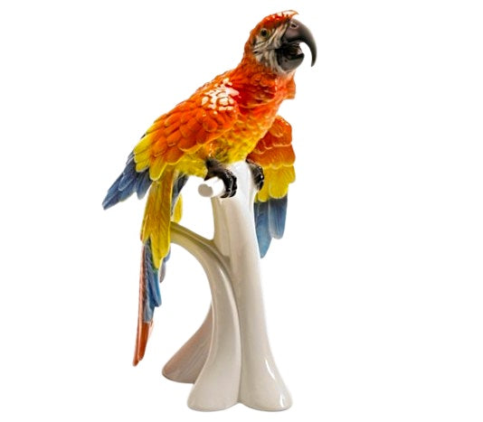 Macaw Parrot