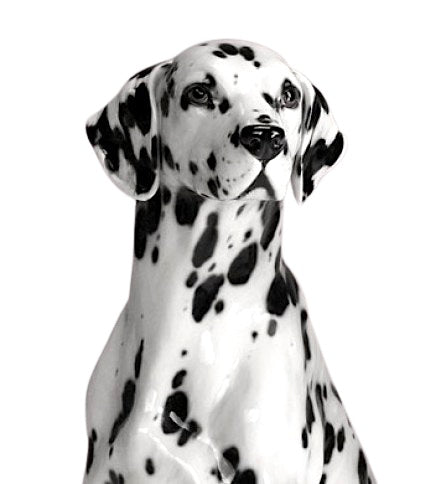 Dalmatian