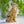 Load image into Gallery viewer, Cheetah