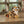 Load image into Gallery viewer, Tiger Cub