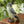 Load image into Gallery viewer, Falcon