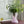 Load image into Gallery viewer, Rocky Baroque Vase Cool Pink