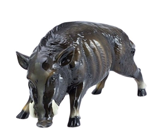 Boar