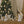 Load image into Gallery viewer, Donkey Golden Lustre