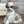 Load image into Gallery viewer, Pampered Shih-Tzu