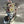Load image into Gallery viewer, Fantasia
