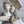 Load image into Gallery viewer, Southern Charm
