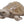 Load image into Gallery viewer, Lucky turtle