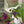 Load image into Gallery viewer, Cranes