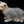 Load image into Gallery viewer, Yorkshire Terrier