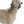 Load image into Gallery viewer, Afghan Hound