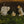 Load image into Gallery viewer, Baby Jesus Nativity Golden Lustre