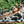 Load image into Gallery viewer, The Rescue