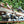 Load image into Gallery viewer, The Rescue