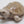 Load image into Gallery viewer, Lucky turtle
