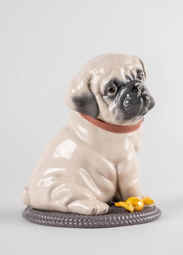 Puppie Pug