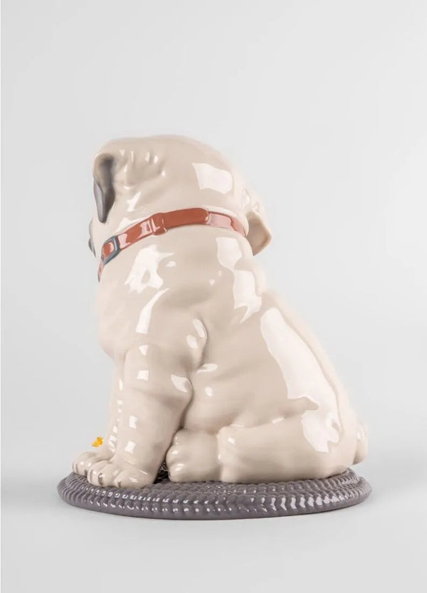 Puppie Pug