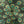 Load image into Gallery viewer, Peacock Umbrella
