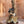 Load image into Gallery viewer, Watusi Queen
