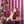 Load image into Gallery viewer, Santa on motorcycle Pink
