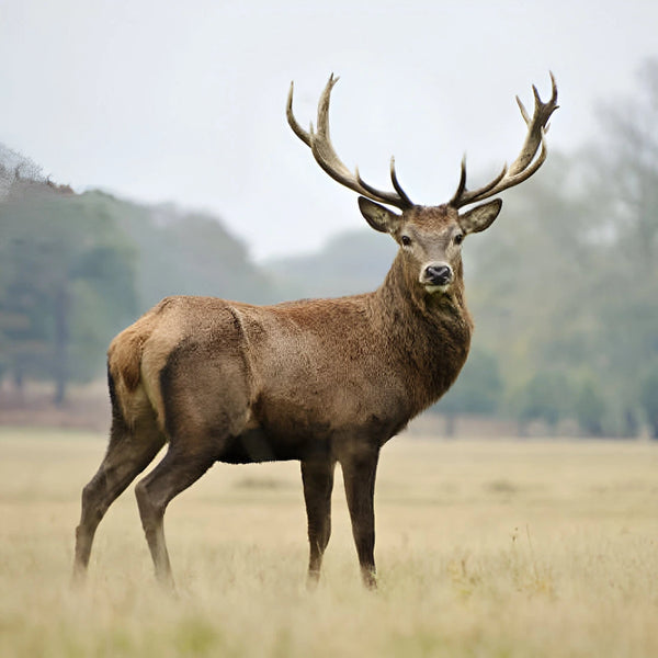 Deer Antler Umbrella