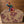 Load image into Gallery viewer, Piggy
