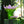 Load image into Gallery viewer, Jardin de Lotus Large vase
