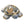 Load image into Gallery viewer, Galapagos Turtle &amp; Baby Set
