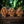 Load image into Gallery viewer, Orangutan Set
