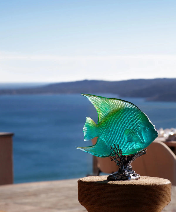 Royal angelfish Turquoise