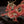 Load image into Gallery viewer, Great Dragon Red

