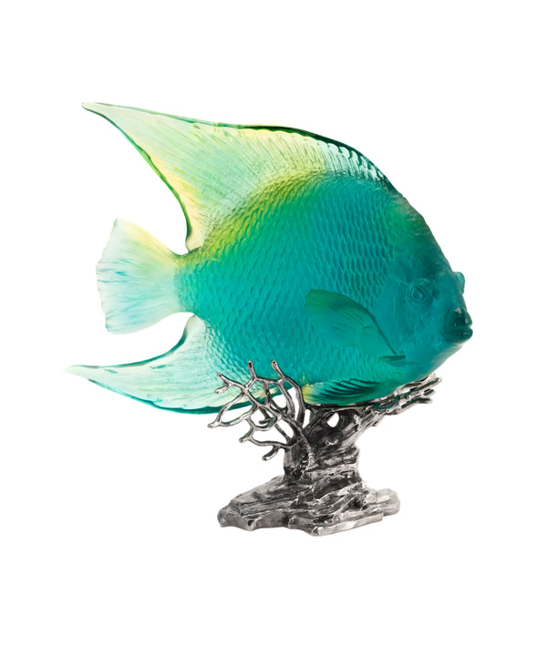 Royal angelfish Turquoise