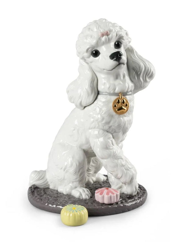 Poodle with Mochis Dog