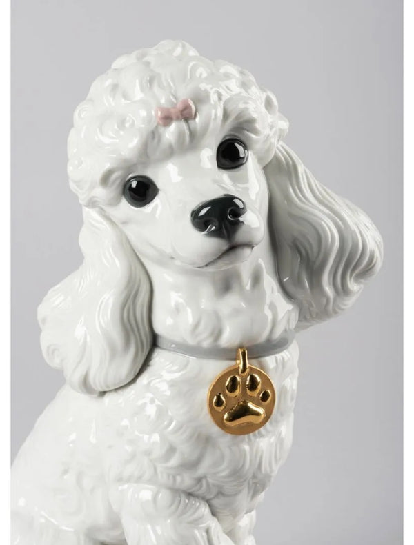 Poodle with Mochis Dog